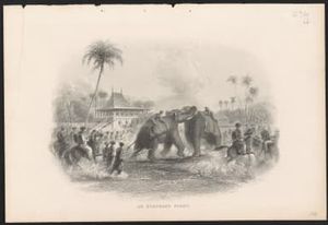 An elephant fight.
